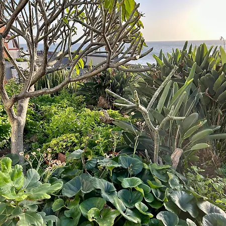 Casa Carneirinho By Ola Madeira Paul do Mar (Madeira)