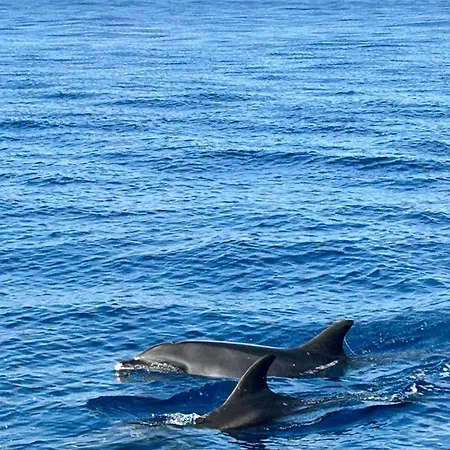 Casa Carneirinho By Ola Madeira Villa