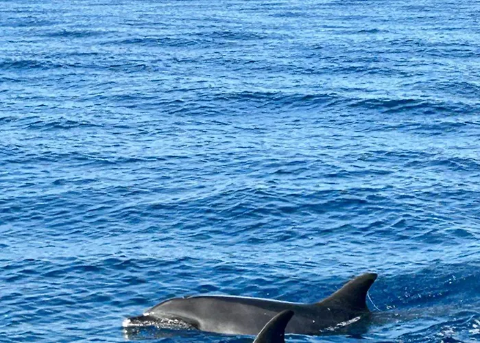 Casa Carneirinho By Ola Madeira Villa